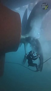 450K views · 1.8K reactions | Why Are Ship Bottoms Always Painted Red? #ship #sea #ocean #boat #red #paint #painted #why #wow #amazing #omg #interesting | MiloPax | Facebook