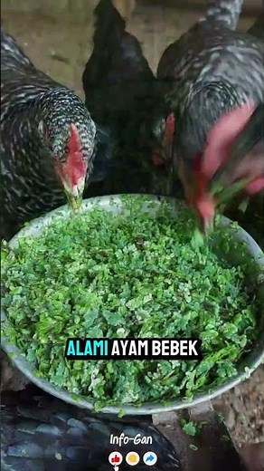 The Extraordinary Benefits of Azolla for Livestock & Agriculture