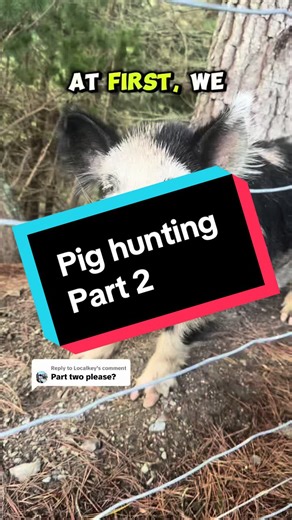 Dog Training for Pig Hunting Experience with Poncho