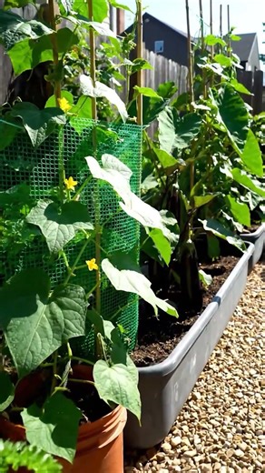Urban Living Made Greener A Balcony Garden Story