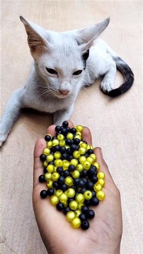 ASMR Cat Satisfying 🌈 Beads Reverse Magic#shorts #cat #asmr #beads #satisfying