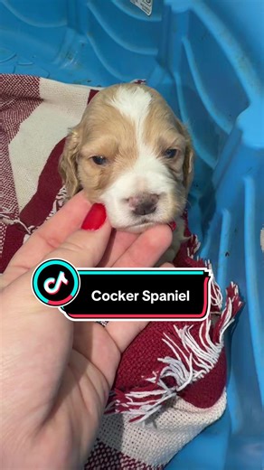#cockerspaniel #956 | cockerspaniel