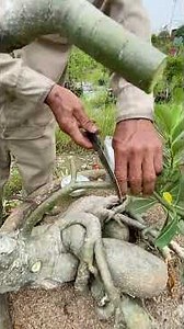 Prepare and care for your plants before pruning, or they won't sprout new growth
