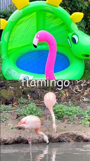 Kids Learn | Animal Names at the Dino Pool: Flamingo Elephant Frog Cat Hedgehog