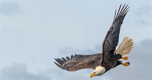 Wild Video Shows How Much Bigger A Bald Eagle Is Compared To Unfortunate Duck