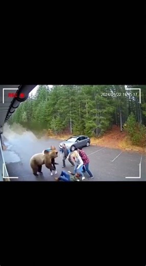 Leaked CCTV: Bear Attack & Heroic Rescue!