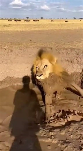 Wild Boar Pranks a Sleeping Lion… Then THIS Happens 😱 #viral #shorts #short #trending