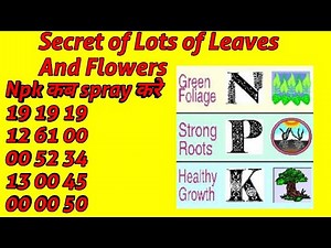 DIFFERENT RATIOS OF N P K WHEN TO USE ON PLANTS N P K के RATIO को समझिए और SPRAY करे