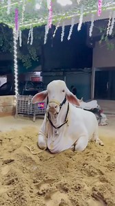 🤎🤎🤎 | Bakra Eid In Karachi