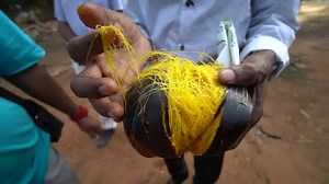 373K views · 566 shares | These toddy tappers climb to extreme heights in search of an alcholic drink!! The DANGEROUS Art of Toddy Tapping!! Follow us on Instagram : https://www.instagram.com/chopsticktravel | Chopstick Travel | Facebook