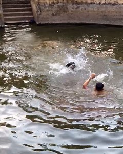 76M views · 2.7M reactions | Further proof that dogs are man's best friend  | LADbible | Facebook