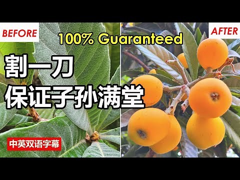 LOQUAT Tree NOT FRUITING? I CAN FIX IT!! | 破解枇杷树不开花不结果的原因及解决方法| Loquat Flowering & Fruiting｜Blooming