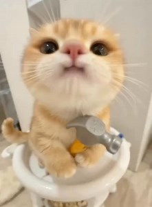 167K views · 7K reactions | #catloversclub #cat #cats #catoftheday #catlover #catsagram #catlovers #cat_features #catlady #catlife #catlove #catsgram #cutecat #cutecats #cutest #meow #kittycat #catsclub #kitty #ilovemycat #caturday #thedailykitten #bestmeow #kucing #cats #indonesia #pet #catstagram #kitty | Meow | Facebook