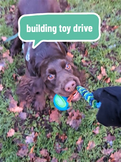 day 1 of building Pippin's toy drive. I've always trained him primarily with food reinforcers, so this is a bit of an experiment to try out other kinds of rewards. I'm hoping it will help with his retrieving too (but that's just a theory, anyone with more experience training gundogs please let me know if I'm on the right lines or completely mistaken 😅) #spaniel #forcefreedogtraining #gundog #dogtok #positivereinforcement