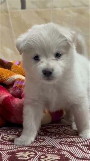 Caught Being Cute Again✨️🎀 || #dogsofyoutube #puppylove #puppy #cute #viral #shorts #trending