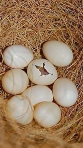 ઈંડા માંથી બચ્ચા કેમ બહાર નીકળે છે#ytshorts #birds #youtubeshorts#shortsfeed