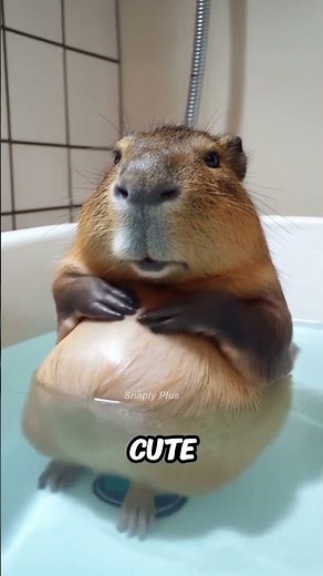 😱 Don’t Touch Capybaras in the Water