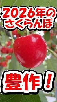 今年のさくらんぼは豊作だ‼️