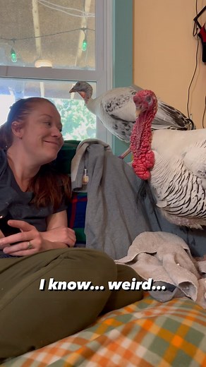 5.2K views · 452 reactions | Crazy, right?!? We let humans in the house and let them sit on the couch. The good news is the turkeys don’t seem to mind. We appreciate that. #turkey#turkeys#turkeysofinstagram#tomturkey#quincytheturkey#turkeysofig#turkeydance#turkeysareawesome | Life With Pigs | Facebook