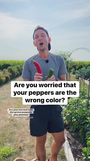 99K views · 4.4K reactions | Most peppers start off a green color and ripen to a different color. Here are some tips to remember if you feel like yours are wrong! | Wyse Guide | Facebook