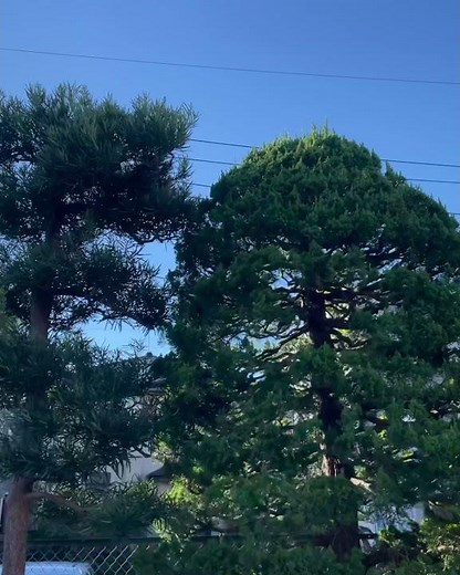 マキ、カイズカイブキの透かし剪定 #富士宮市の植木屋