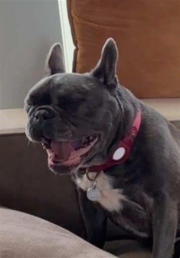 Yeet, skurt, bark, bark #yeet #snl #frenchbulldog #dachshund #saturdaynightlive @Saturday Night Live - SNL