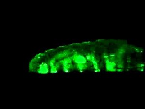 Drosophila GF Movement