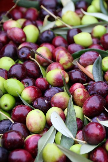 Spotlight Series: All About Olives (Everything You Need To Know)