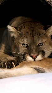 2M views · 48K reactions | Actively tracking a mountain lion over 9+...