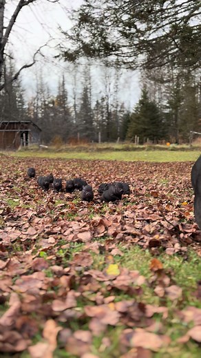 Wacky Wood’s Farm on TikTok