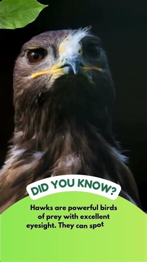 🦅 Incredible Facts About Hawks!
