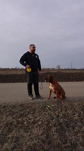 46K views · 2.8K reactions | Cum inveti cainele pozitia CULCAT. Ce modalitati trebuie sa eviti si care e modul corect in care sa inveti cainele tau pozitia culcat. #romania #timisoara #caini #dresaj | Angels With Paws Oradea | Facebook