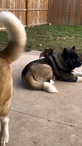 34K views · 9.4K reactions | Adorable  How does your Akita get along with puppies? 笠 Follow @american_akita_world For More!!  Credit: @marqway_akitas #americanakitalovers #akitapuppy #americanakitas #akitas #akitalove #akitaamericano #americanakitasofinstagram #akitasworld #americanakitadog #americanakitaofig #ilovemyakita #americanakita #akita #akitaamericain #americanakitapuppy #akitapic | American Akita World | Facebook
