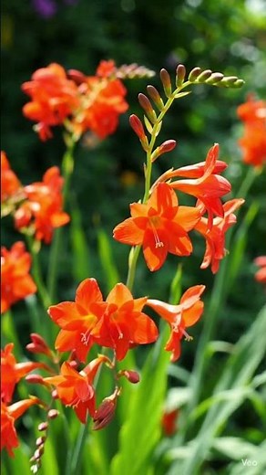 🔥🌺 Crocosmia – The Fiery Flower That Lights Up Gardens