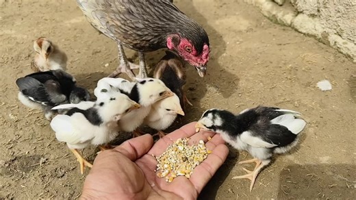 High Quality Aseel Chicks for Sale