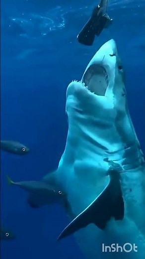 amazing Animals Growth Journey!! #animals #wildlife