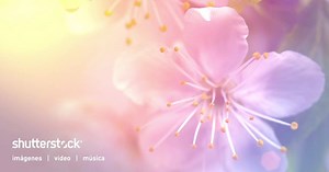 La primavera ha llegado y nuestra colección está floreciendo. Encuentra las imágenes perfectas de primavera. | Shutterstock