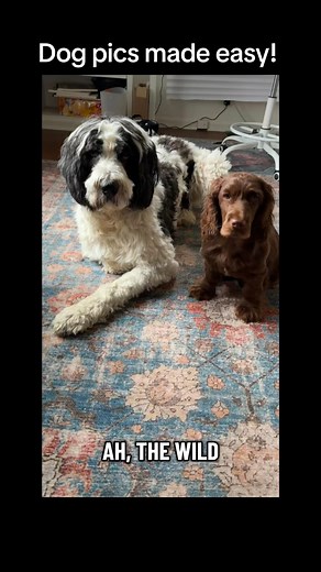 67 reactions | I paint a lot of pups! I have seen hundred and hundreds of dog photos. Here are some tips for the perfect pup photo! Turn off the flash. Use video mode. Bribe them with food. #dogsofinsta #mustlovedogs #saintbernardmix #sussexspaniel | Painter Sam | Facebook