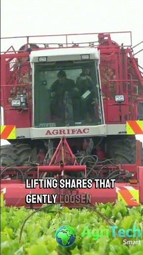 MODERN Machines Revolutionize Sugar Beet Harvesting Efficiency!