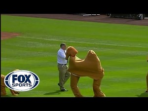 St. Louis Cardinals dress up like camels to celebrate hump day