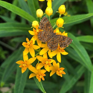 Silky Gold Milkweed Seeds (asclepias Curassavica 'silky Gold') Packet of 25 Seeds With FREE Shipping! - Etsy
