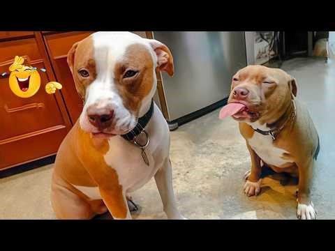 Hilarious Dog Moments That Turned Normal Days Into Chaos 🐶😂