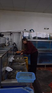 Tender abalone, slow-kissed with garlic butter and a deep, savory fish sauce blend. INGREDIENTS: 4 pcs of abalone 1 tbsp of salt 3 cups of warm water 1/2 cup of unsalted butter 2 tbsp of minced garlic 1 tsp of sugar 2 tsp of fish sauce Cilantro & birds eye chili & Chin Su hot sauce as preferred ABALONE PREP: - Sprinkle salt over the abalone for 5mins then transfer into warm water - Submerge the abalone in water for 5mins then remove from the water - Gently brush the abalone to clear away any gri