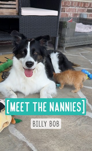 Billy Bee Bob is out of quarantine!!! 🎉 His first ringworm test came back inconclusive, so we had to run another one — and the second test came back negative! Whoo hoo! His fecal test was also negative, and the vet completed a full wellness exam and didn’t find any issues that could be contagious. I had to be extra cautious since the Fruits are getting adopted soon. He finally got to meet Phoebe and GB! Phoebe loved him at first sight (as usual), but Billy wasn’t so sure about the her. I had Ph