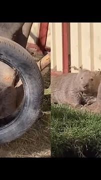 Cute Wild Animal That You Need To Know | Funny Wombat videos