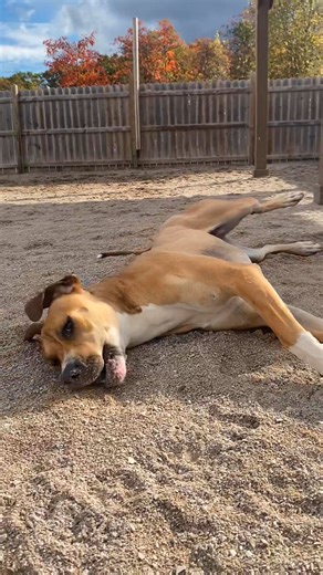💖 Big dog = big heart 💖 Everyone loves a little lap dog… but what about the extra-large ones who think they’re lap dogs too? Meet Roxanne — a stunning 1-year-old Great Dane mix with a heart as huge as her paws! Roxanne is gentle, goofy, and full of love. She’s up to date on all her vaccinations and ready to find a family who appreciates that BDE (big dog energy). 😆 If you’ve got room in your home (and your heart) for this oversized sweetheart, come meet Roxanne— she’s ready to show you that b
