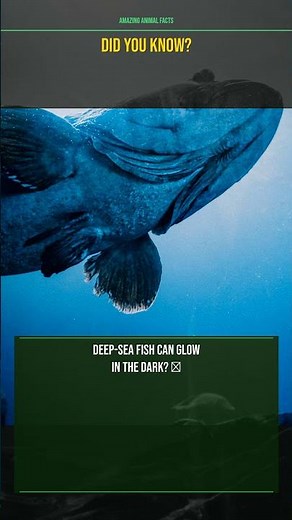Did you know deep-sea fish can glow in the dark? 🐟