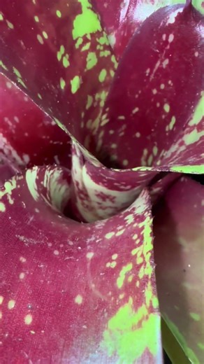 Up close look at some mushrooms and plants growing in a terrarium. Dart frogs calling in background