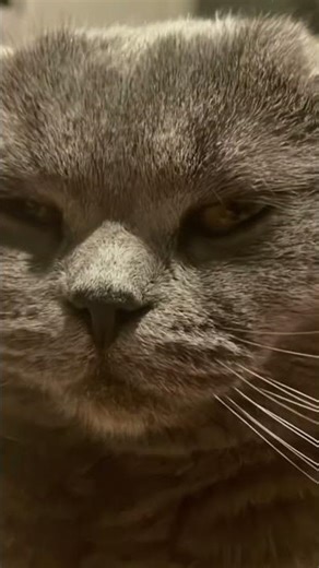 What is diddy blud doing on the calculating computer