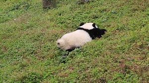 iPanda on Instagram: "- What is the panda doing? - He is pooping in an outdoor public toilet. (Qiao Sen/Bao Bao) 🤫 🤫 🤫 #iPanda #Cute #Panda #HiPanda #CCRCGP"